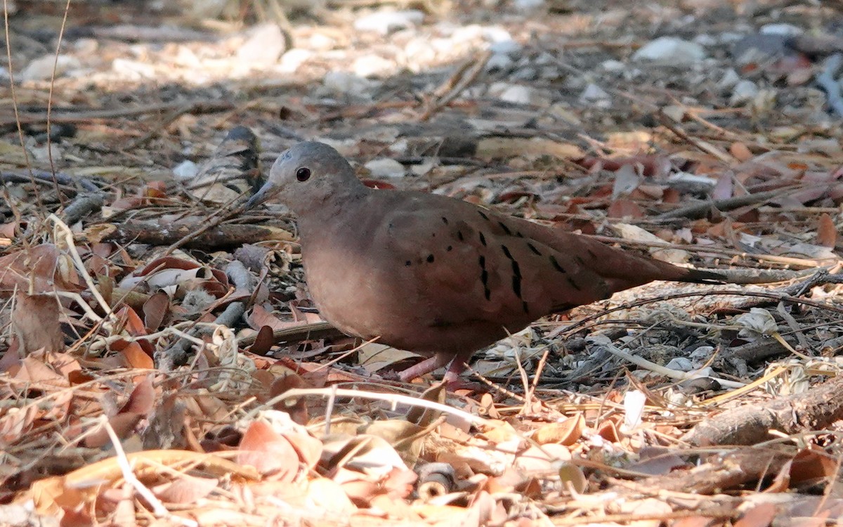 Ruddy Ground Dove - ML616726947