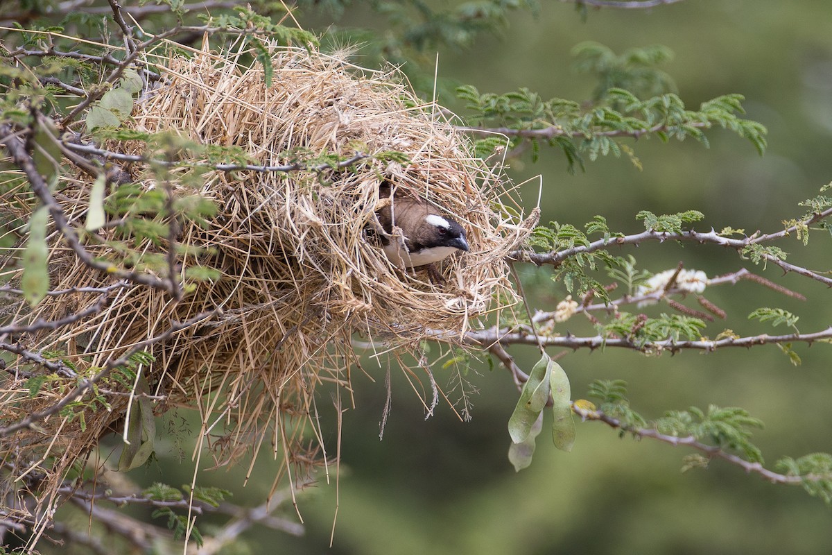 White-browed Sparrow-Weaver - ML616726951