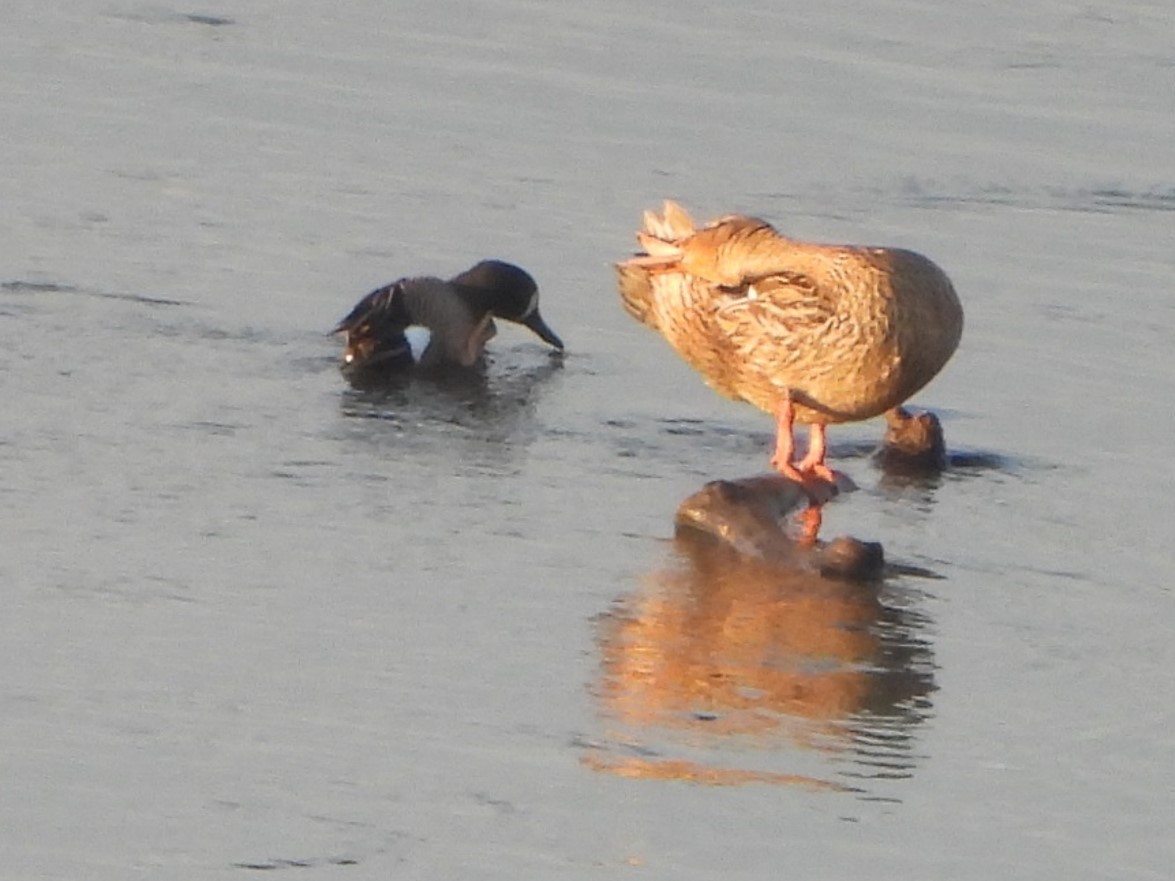 Blue-winged Teal - ML616726980