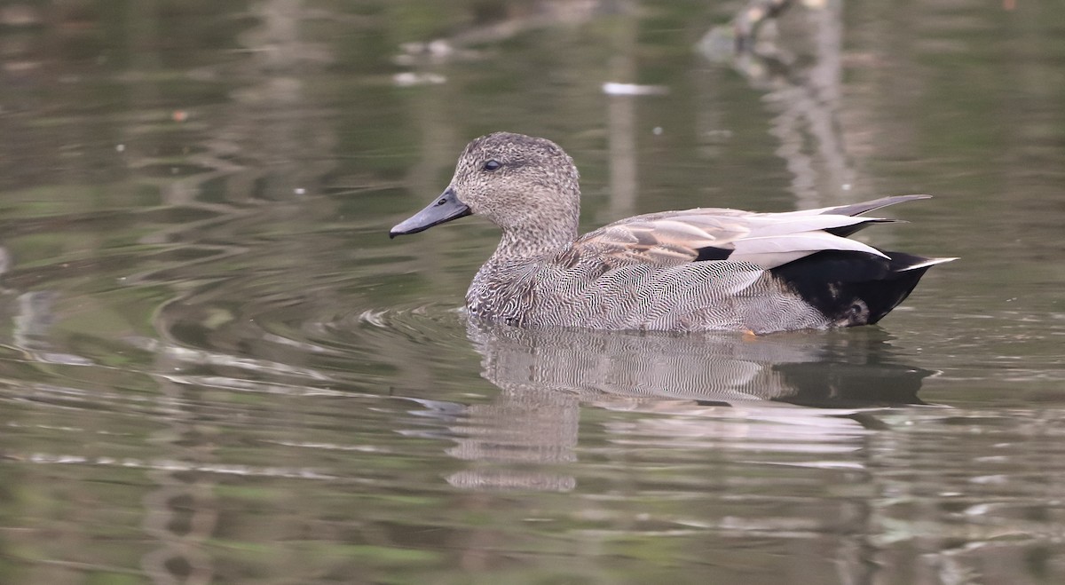 Gadwall - ML616727027