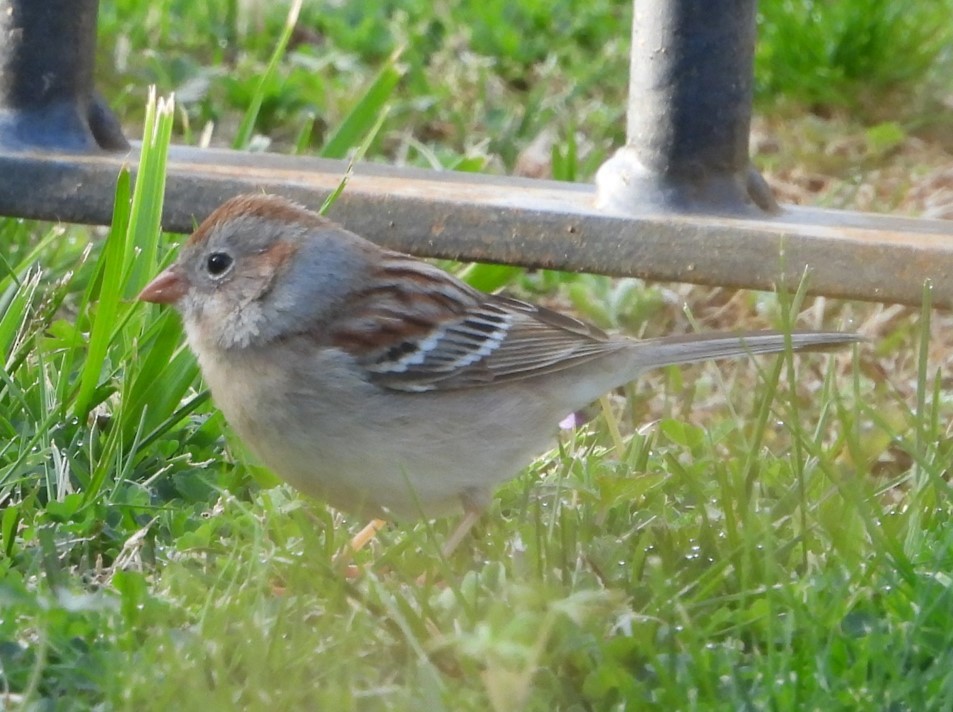 Field Sparrow - ML616727036