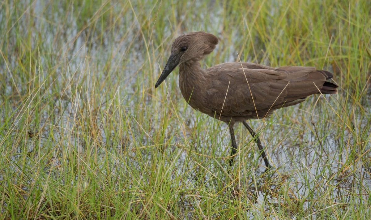 Hamerkop - ML616727066