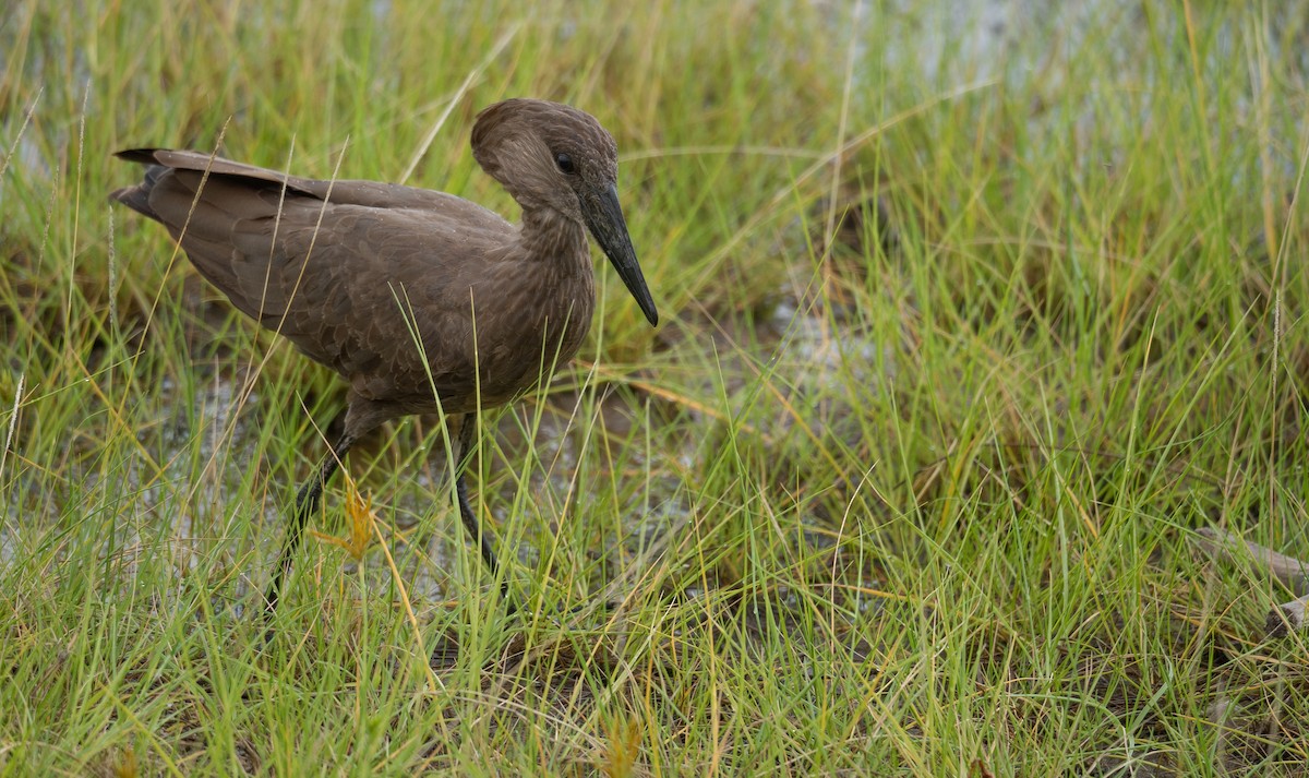 Hamerkop - ML616727067