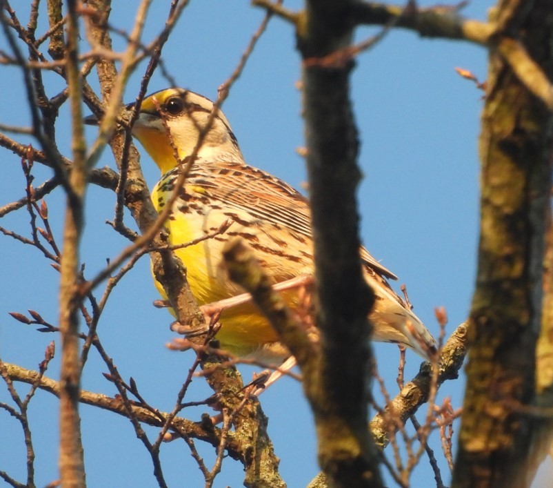 Eastern Meadowlark - ML616727069