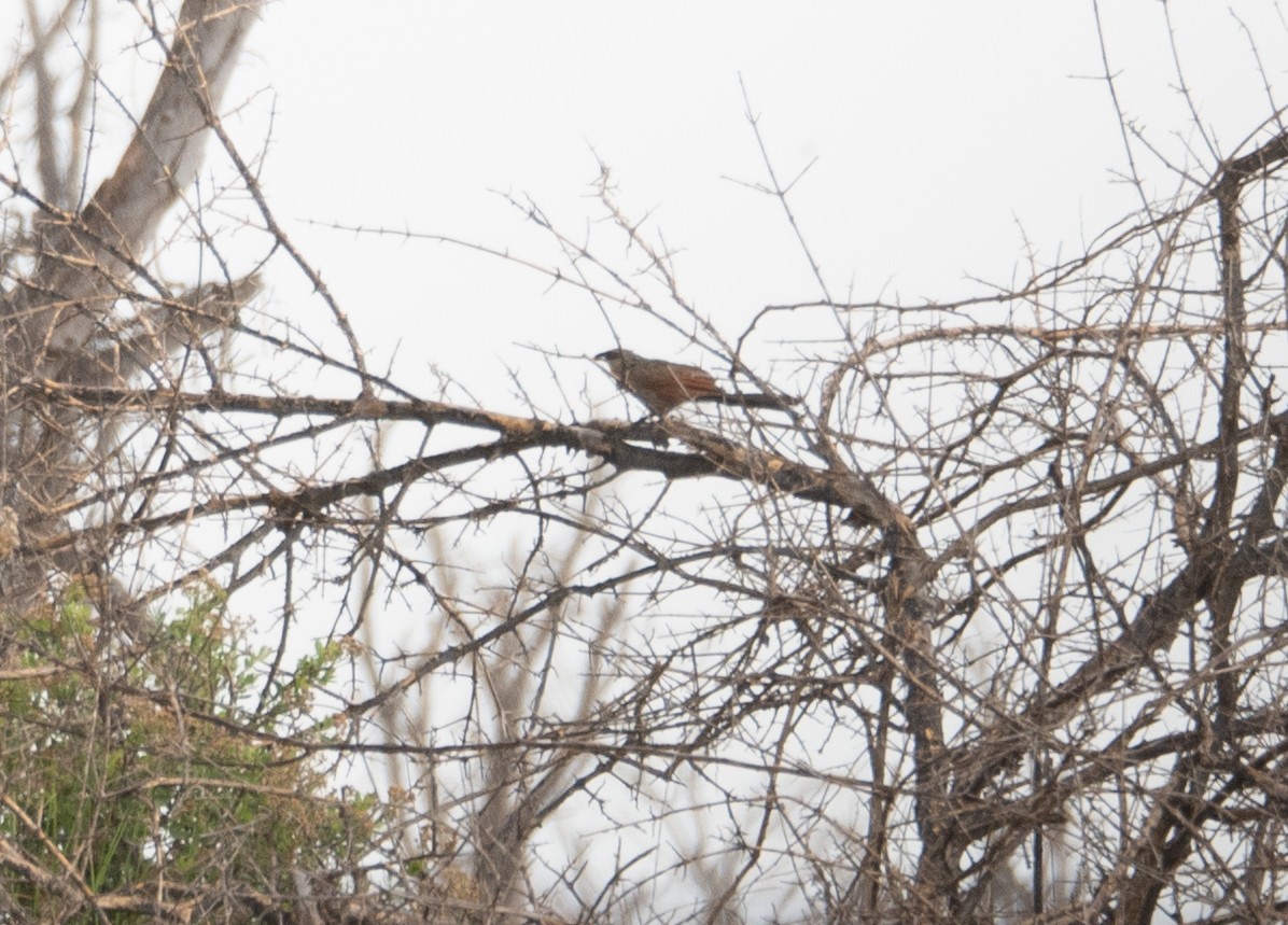 White-browed Coucal - Kevin Gong