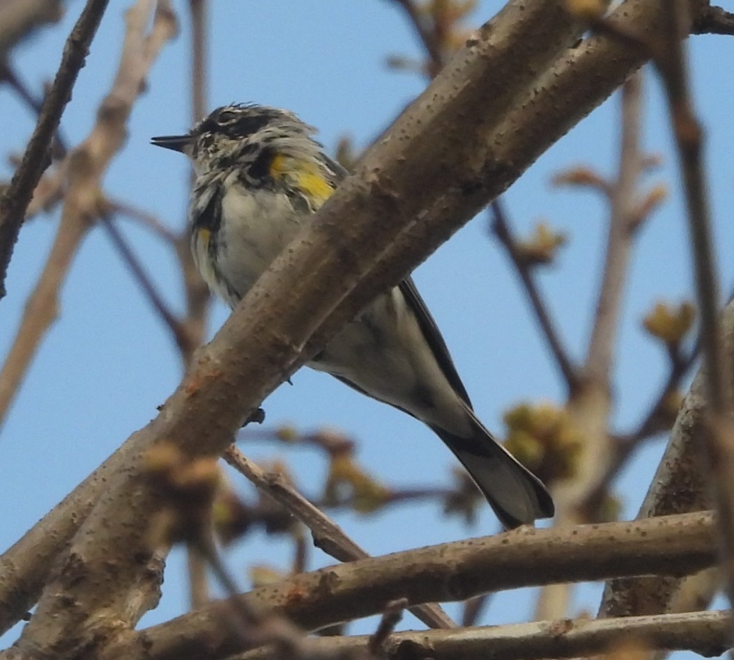 Yellow-rumped Warbler - ML616727119