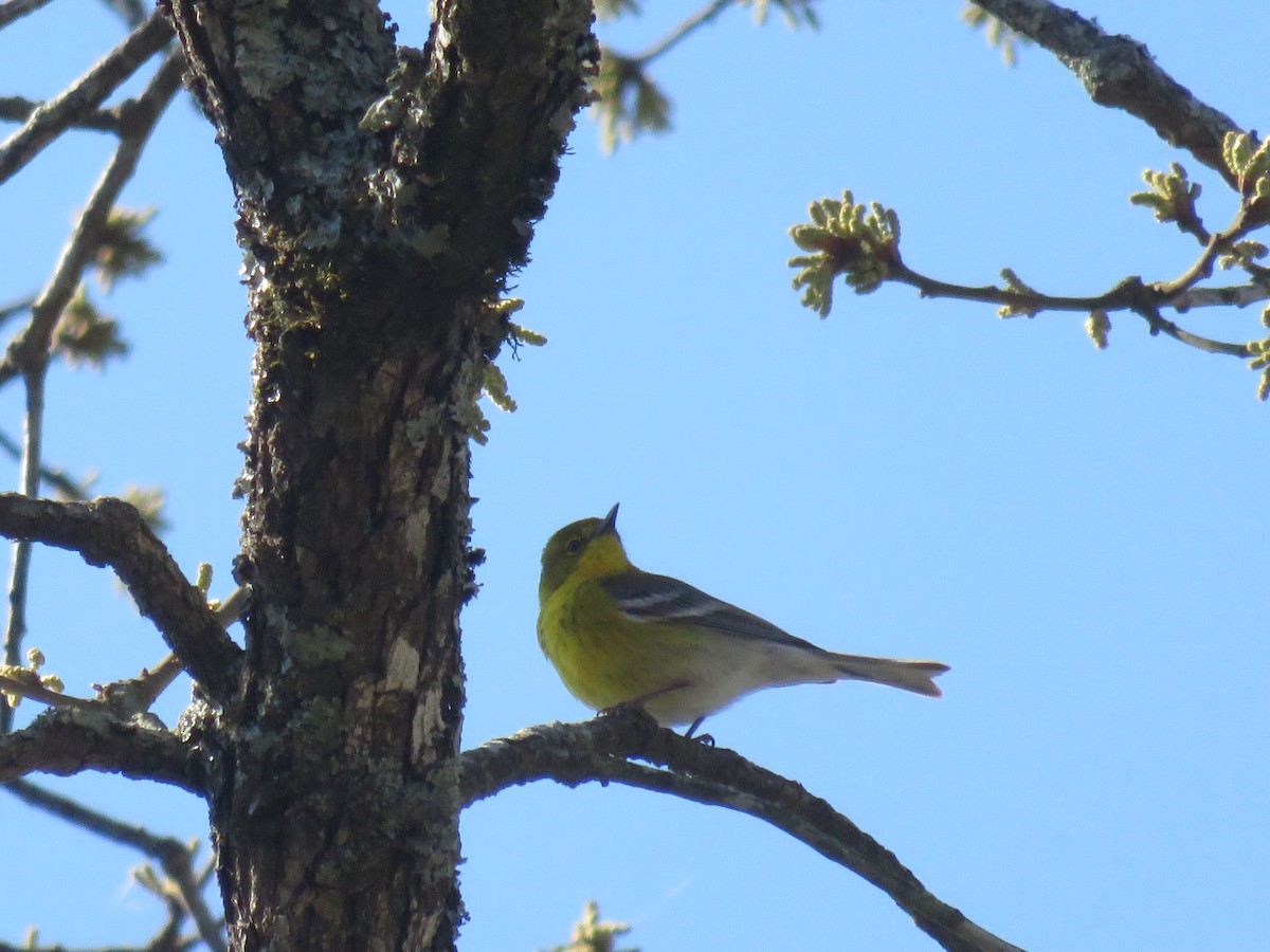 Pine Warbler - ML616727162