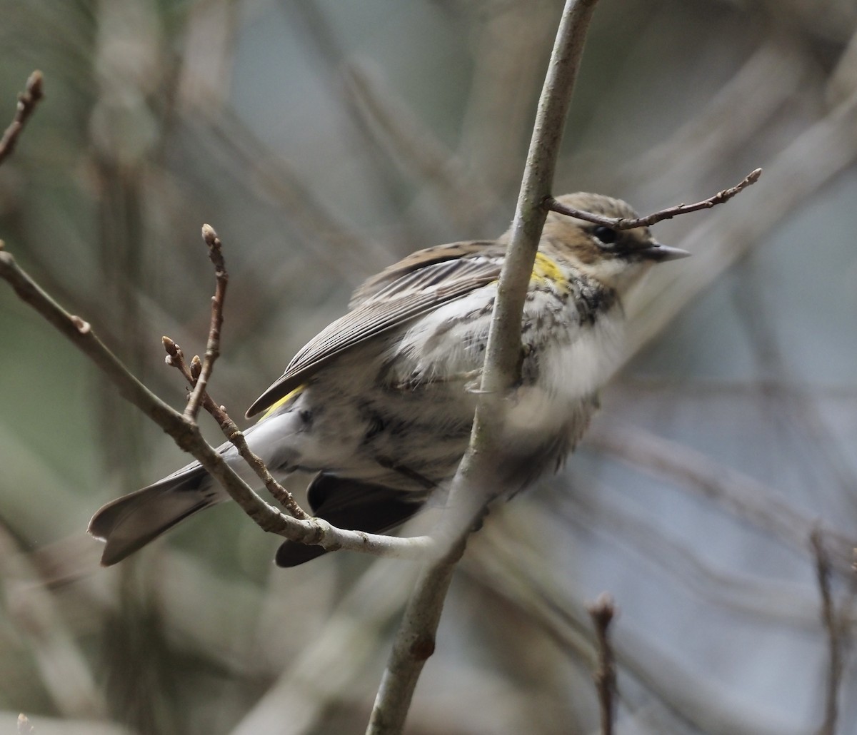 Yellow-rumped Warbler - Suzette Stitely