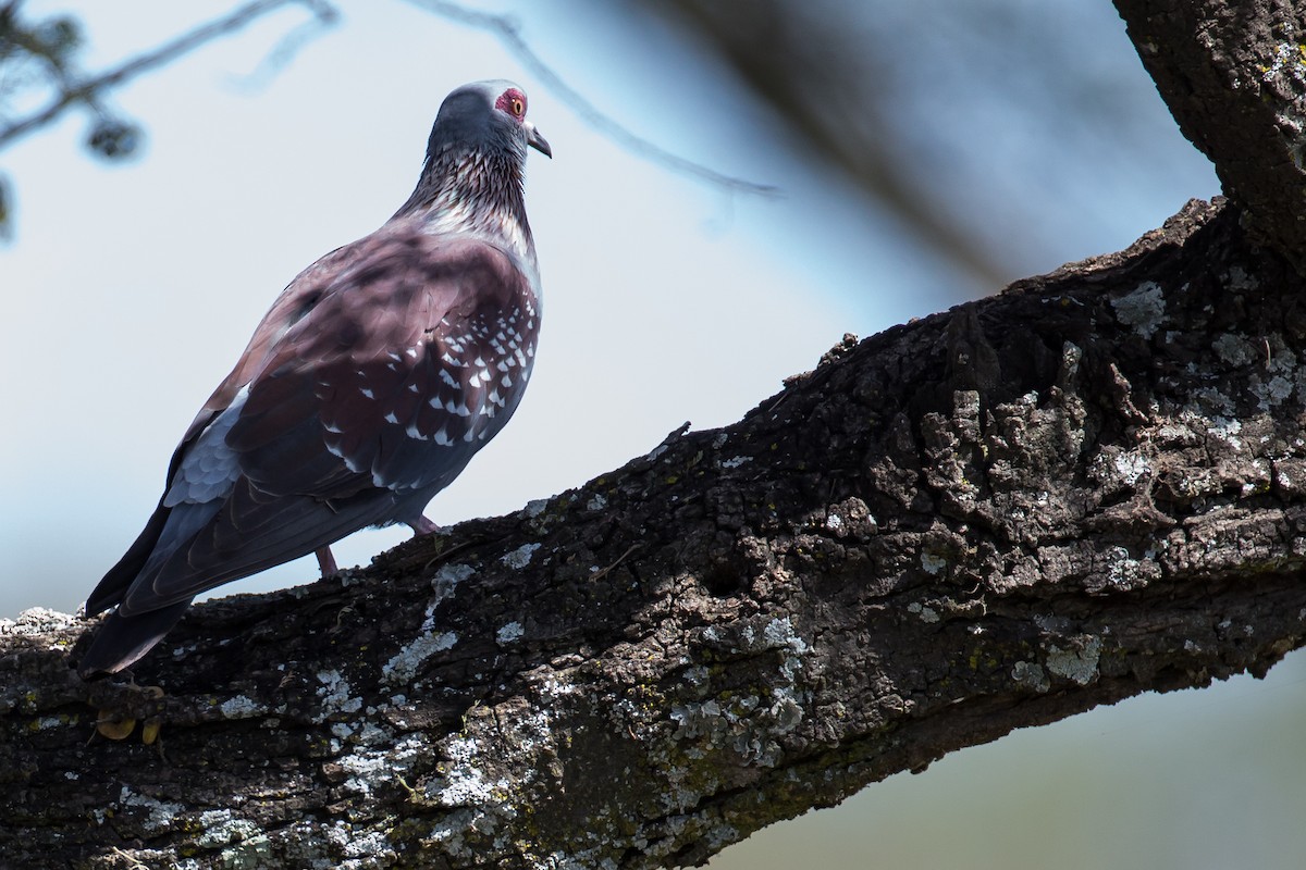 Speckled Pigeon - ML616727182