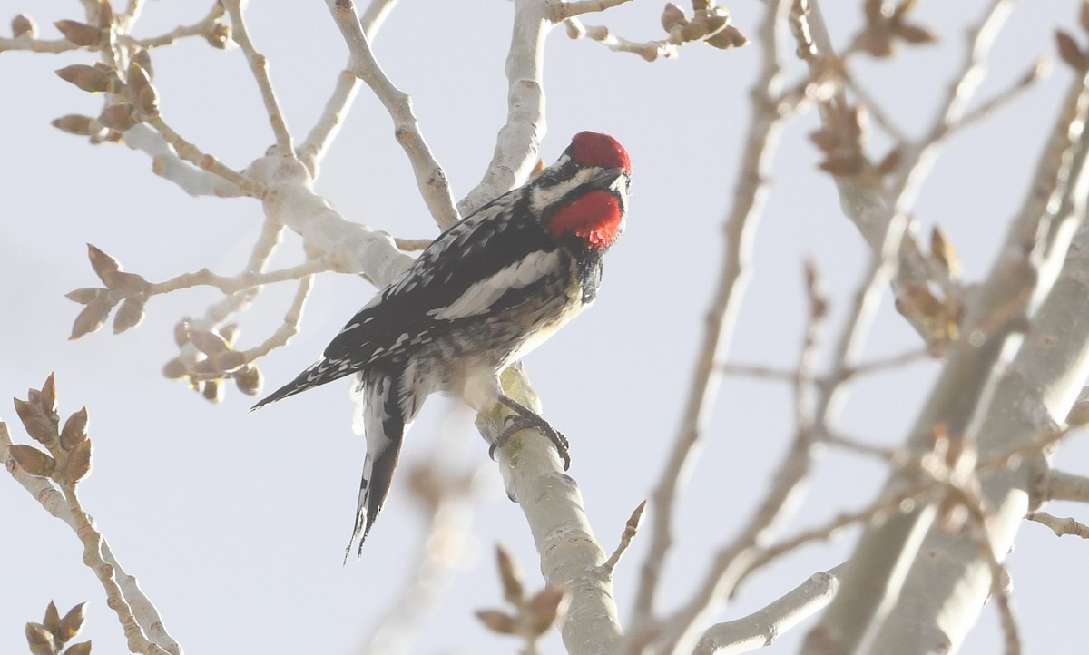 Yellow-bellied Sapsucker - ML616727279