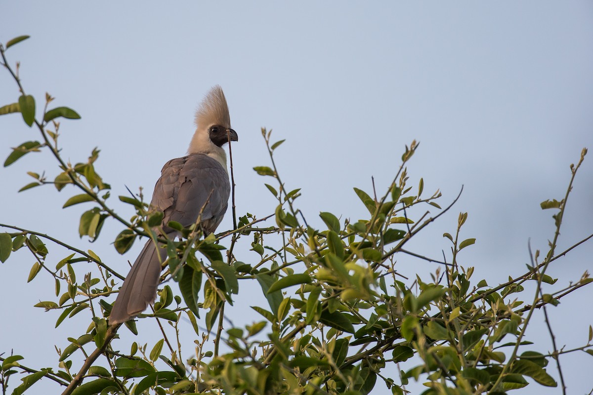 Bare-faced Go-away-bird - ML616727287