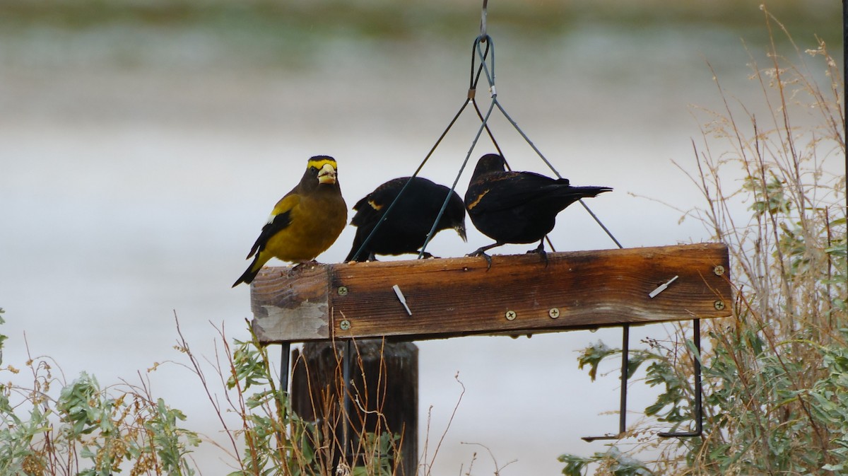 Evening Grosbeak - Coen Dexter
