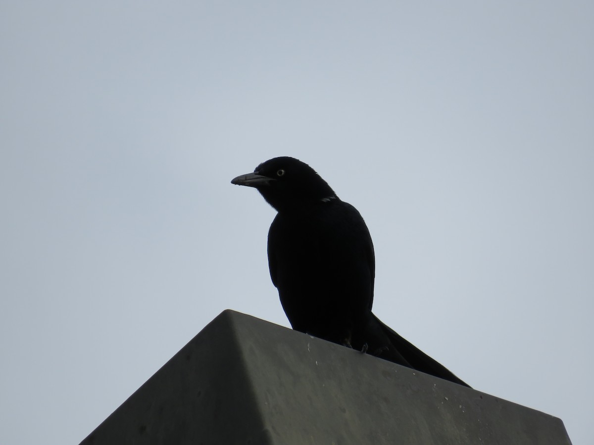 Great-tailed Grackle - Marissa Noelle