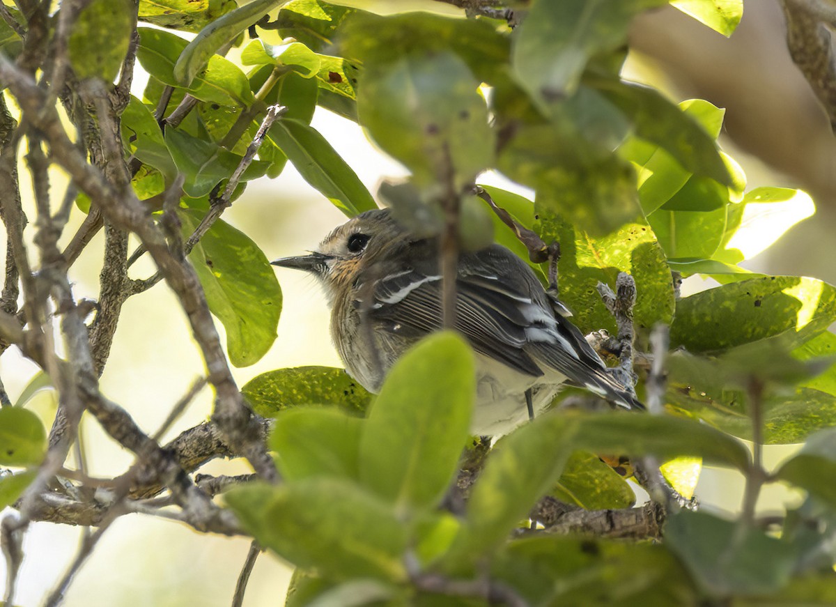 Kauai Elepaio - ML616727346