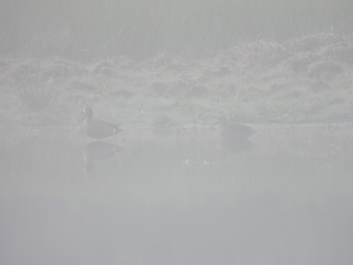 Blue-winged Teal - John  Paalvast