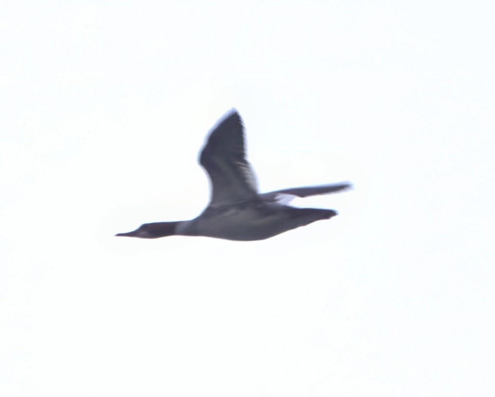 Common Merganser (North American) - ML616727395