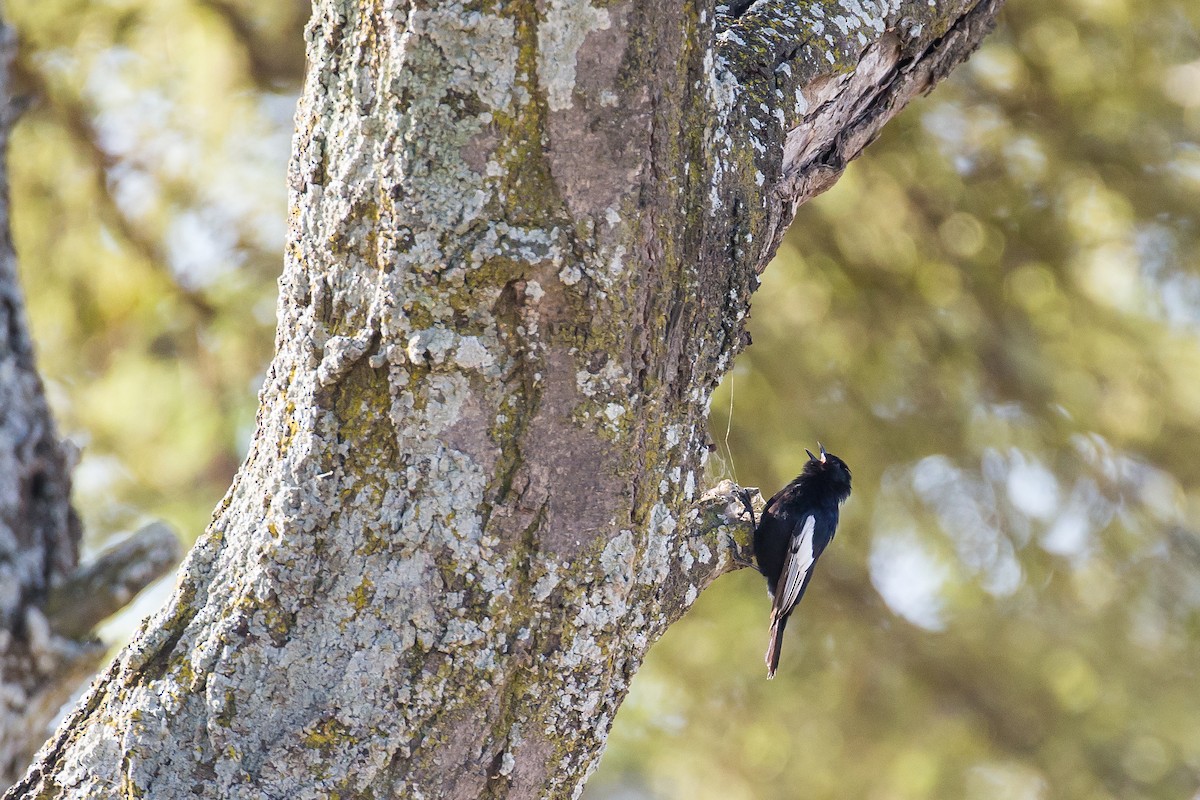 White-winged Black-Tit - ML616727496