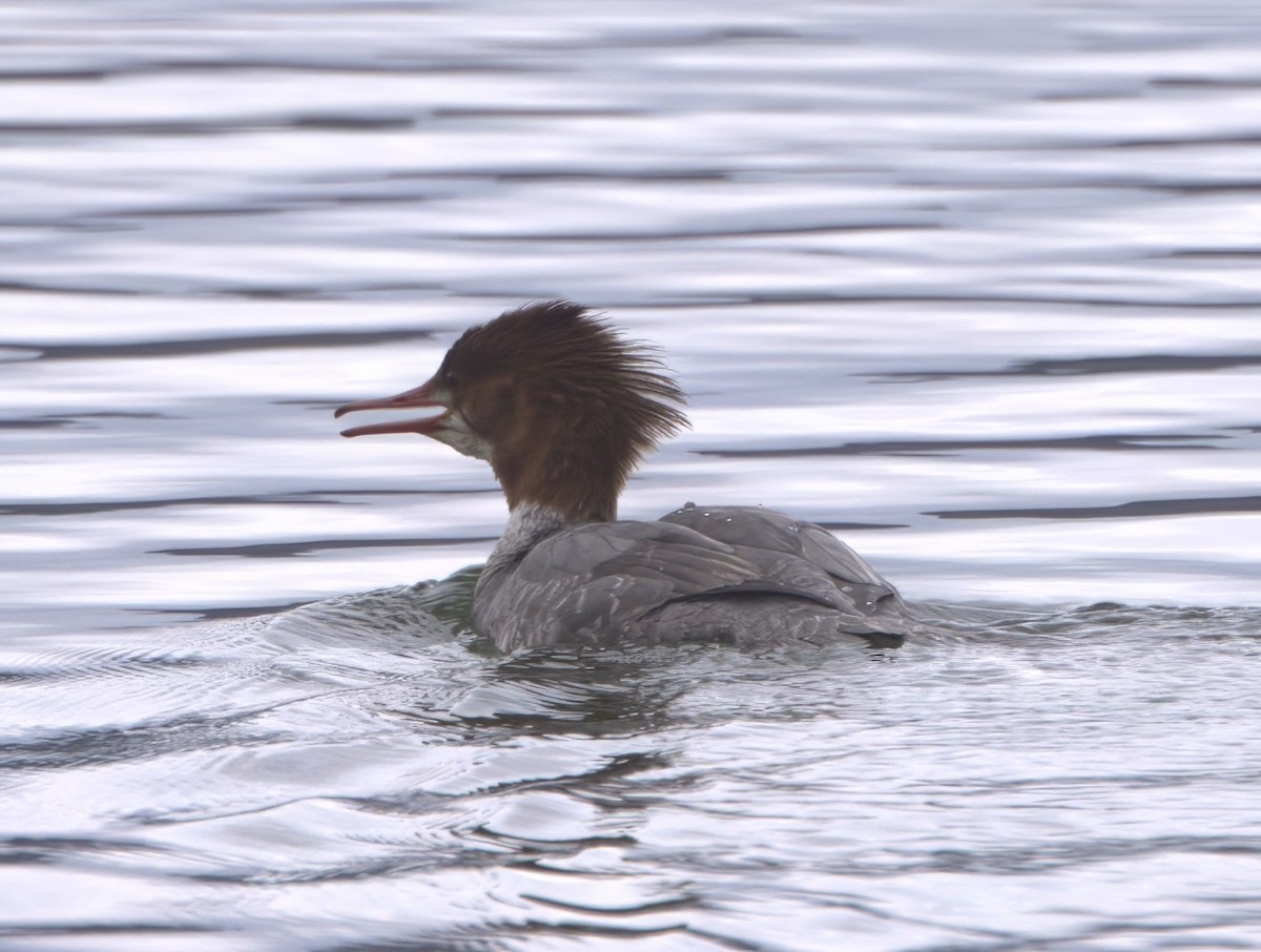 Common Merganser (North American) - ML616727498