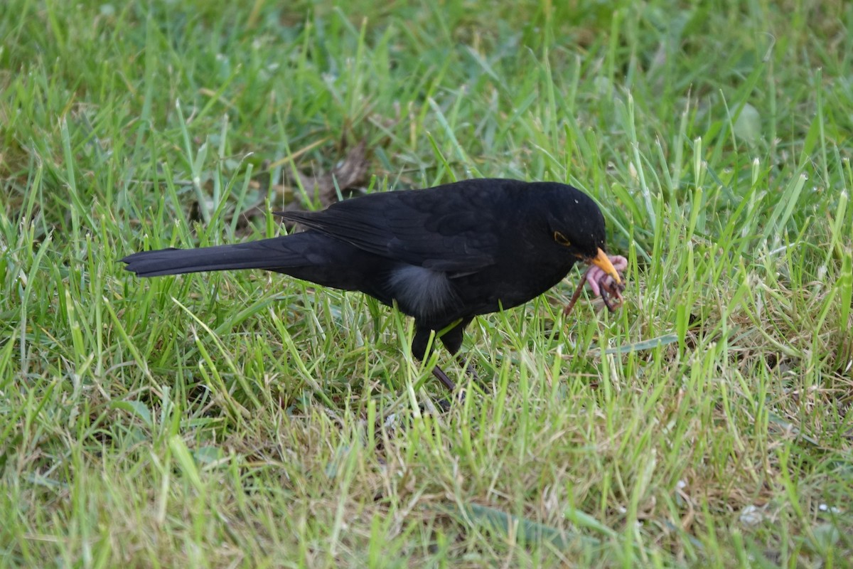 Eurasian Blackbird - Bernard Varesi