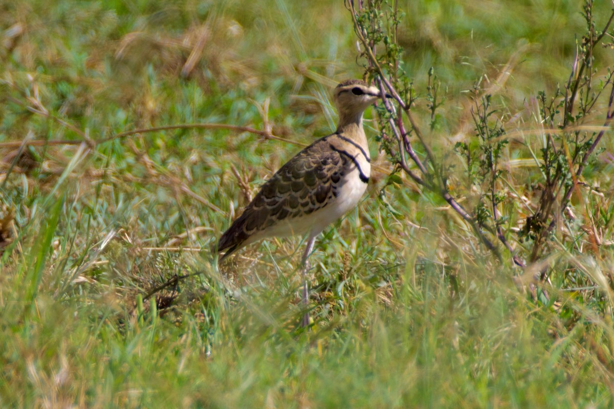 Double-banded Courser - ML616727547