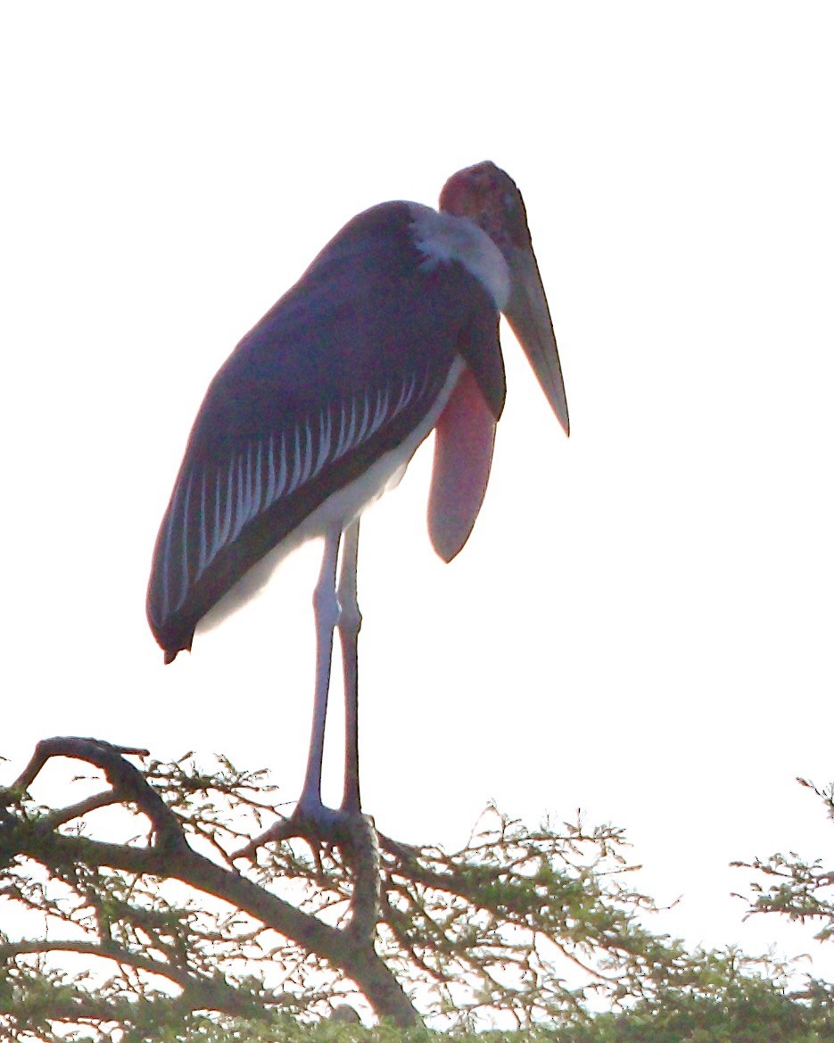 Marabou Stork - ML616727580