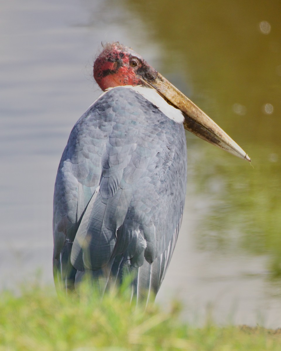 Marabou Stork - ML616727581