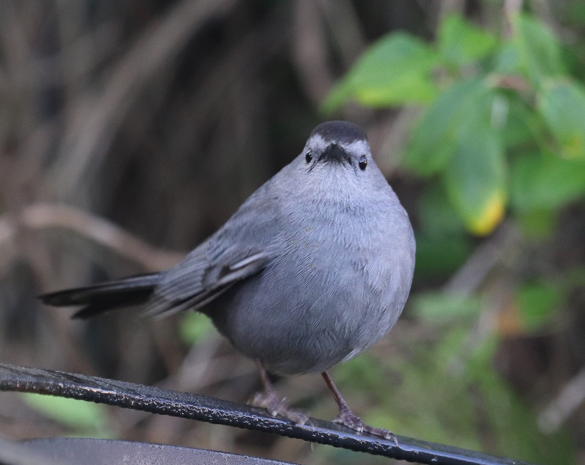 Pájaro Gato Gris - ML616727611