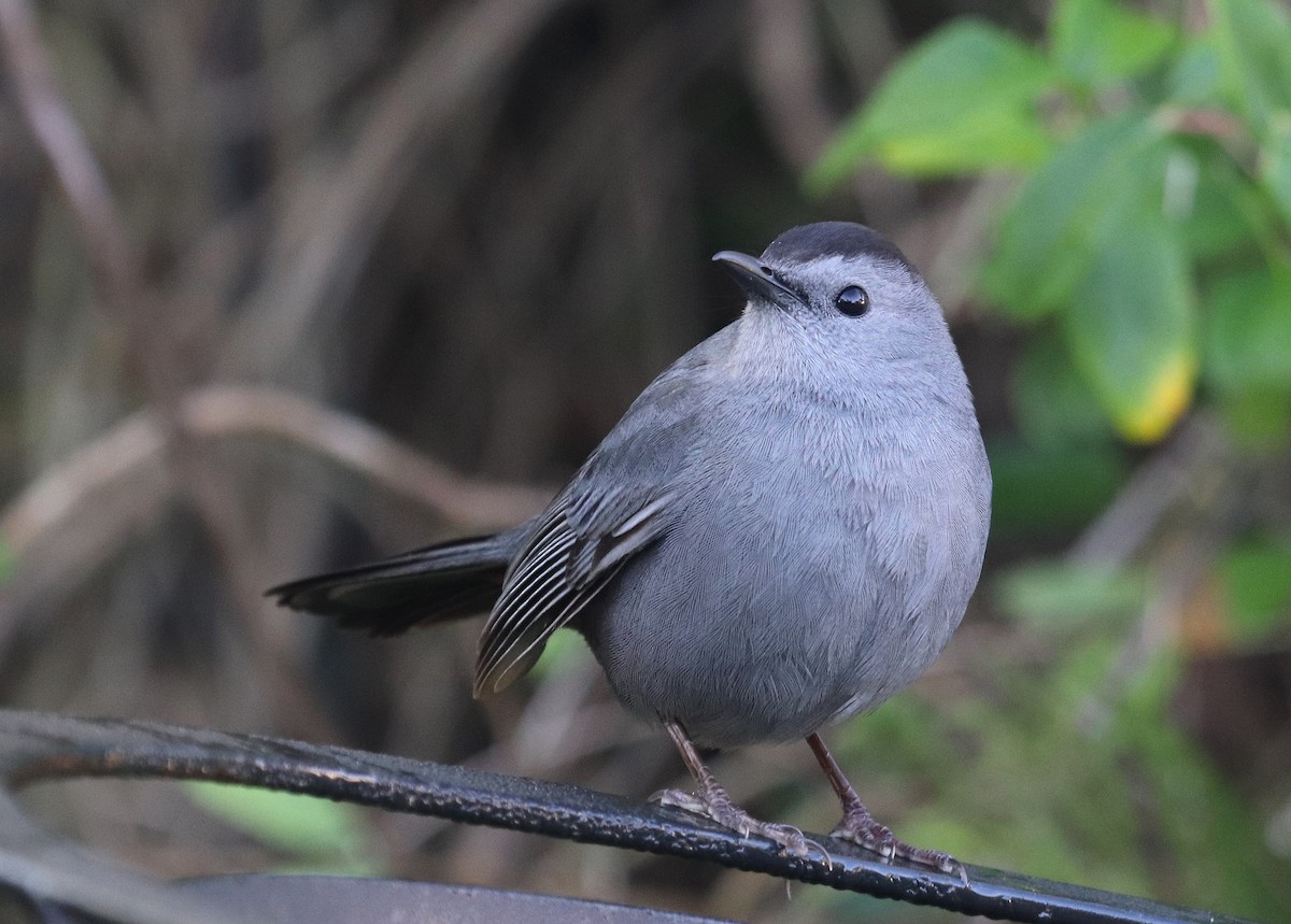 Gray Catbird - ML616727613