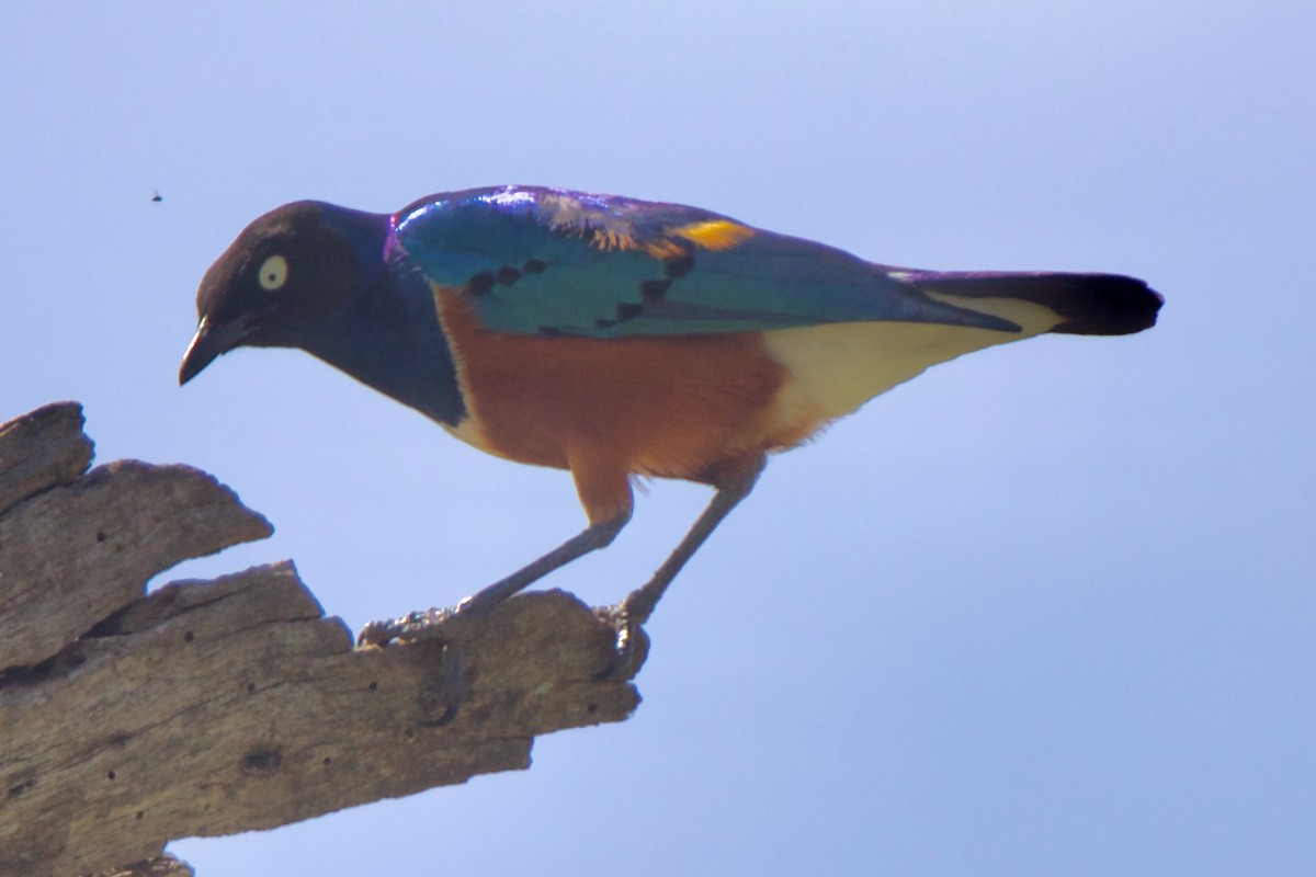 Superb Starling - ML616727629