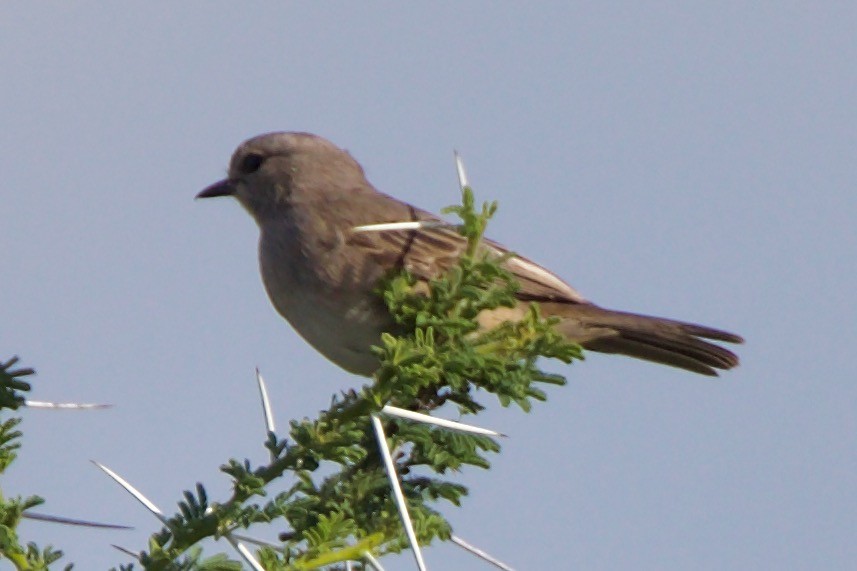 African Gray Flycatcher - ML616727668