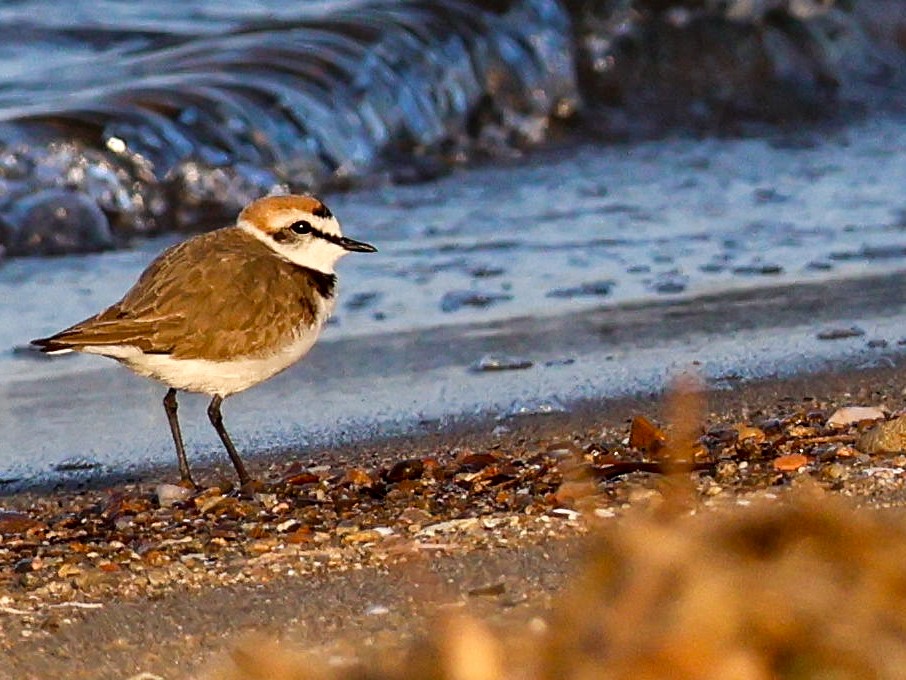 Kentish Plover - Muammer Ülker