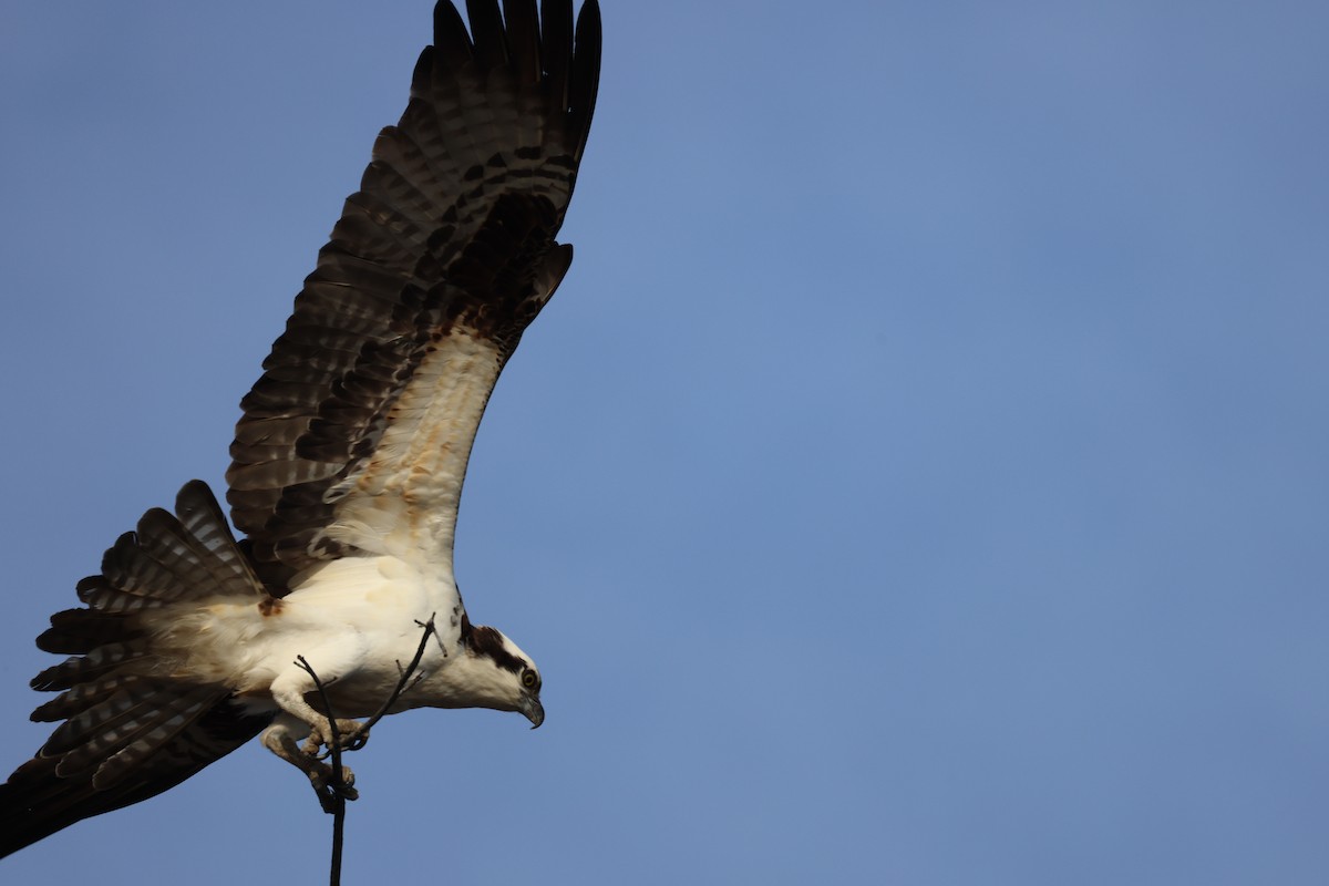 Osprey - Phil Kenny