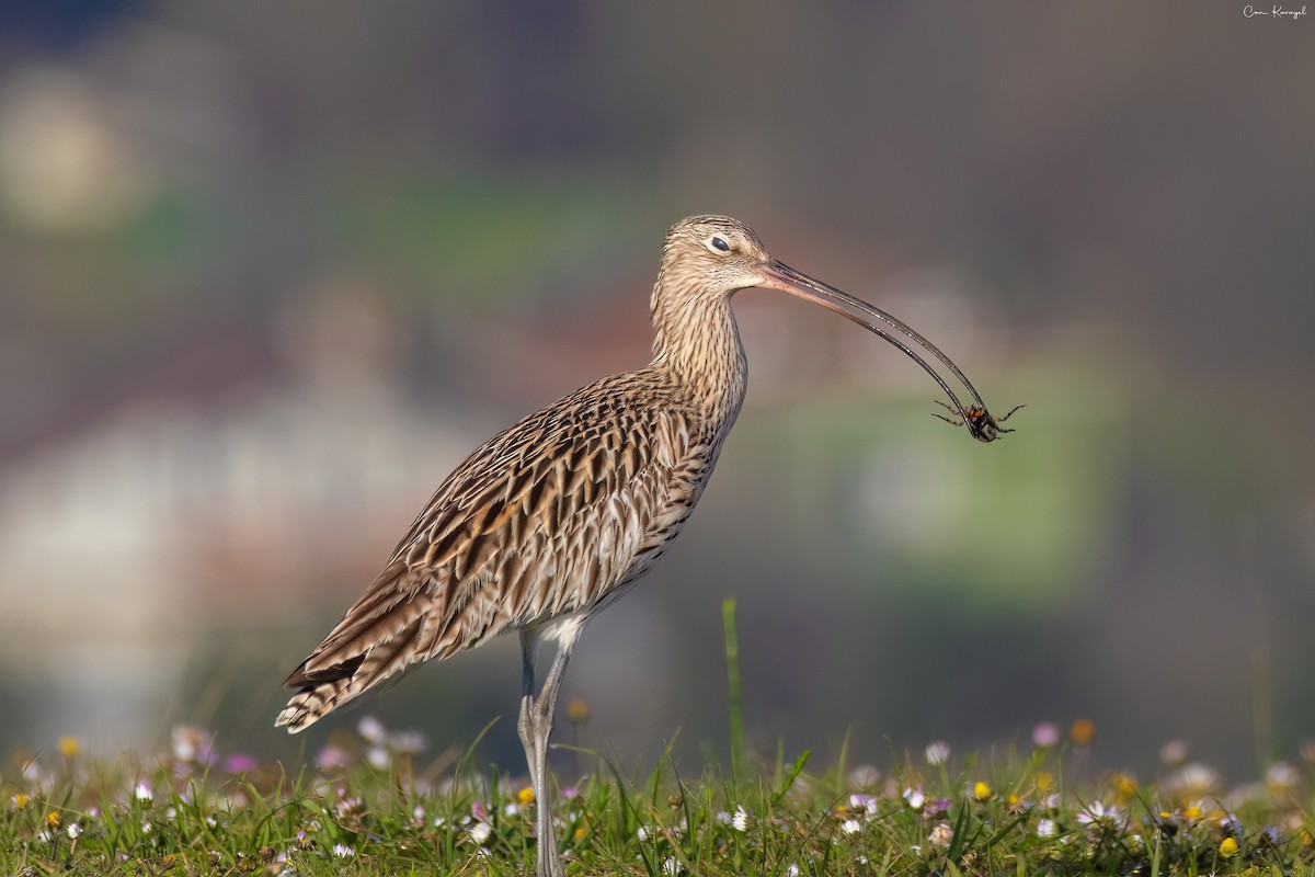 Eurasian Curlew - Can Karayel