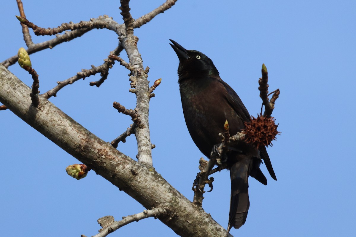 Common Grackle - Phil Kenny
