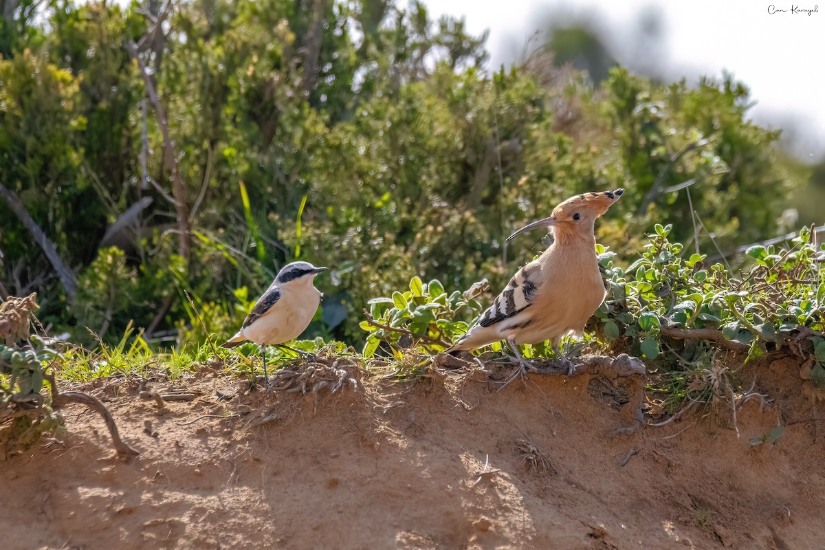 Eurasian Hoopoe - ML616727754