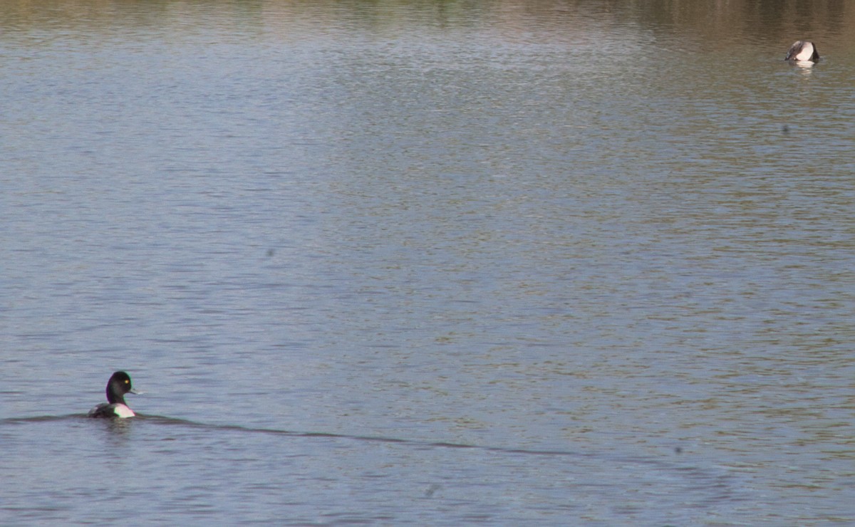 Lesser Scaup - ML616727755