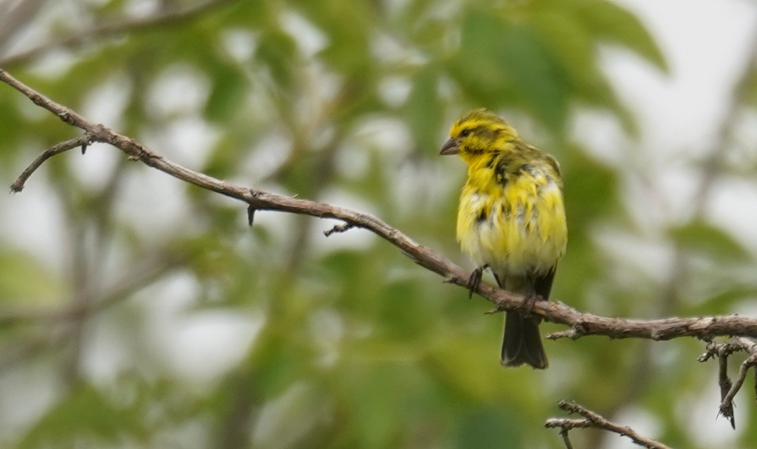 White-bellied Canary - Kevin Gong