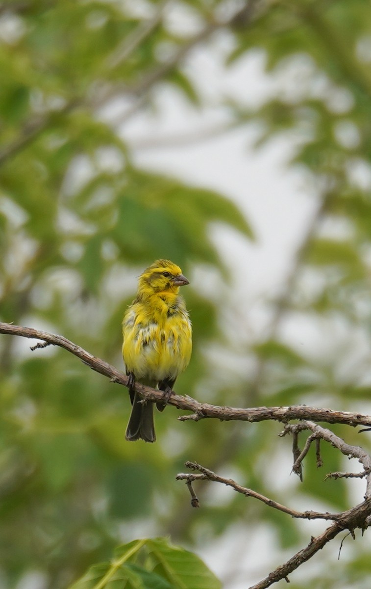 Serin à ventre blanc - ML616727814