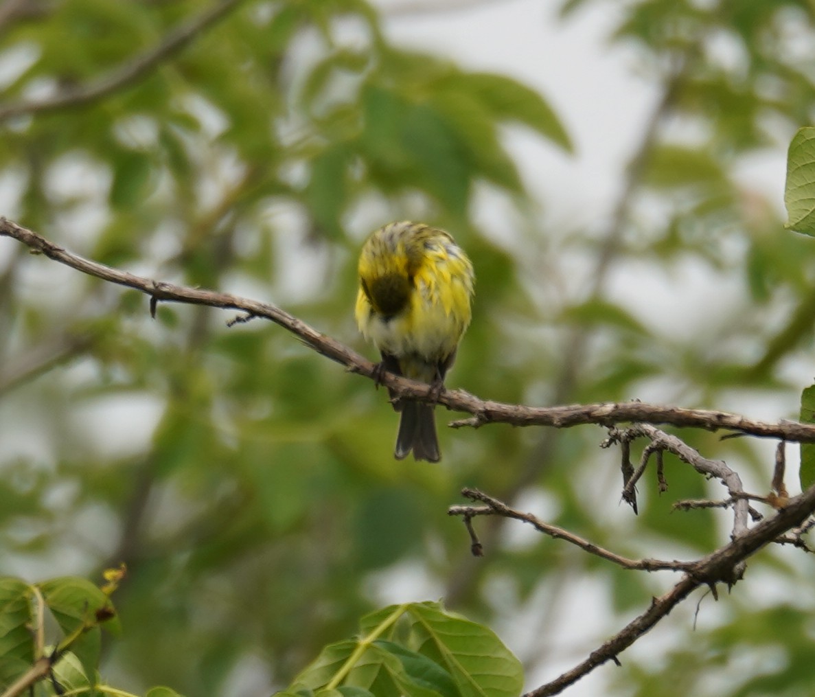 Serin à ventre blanc - ML616727818