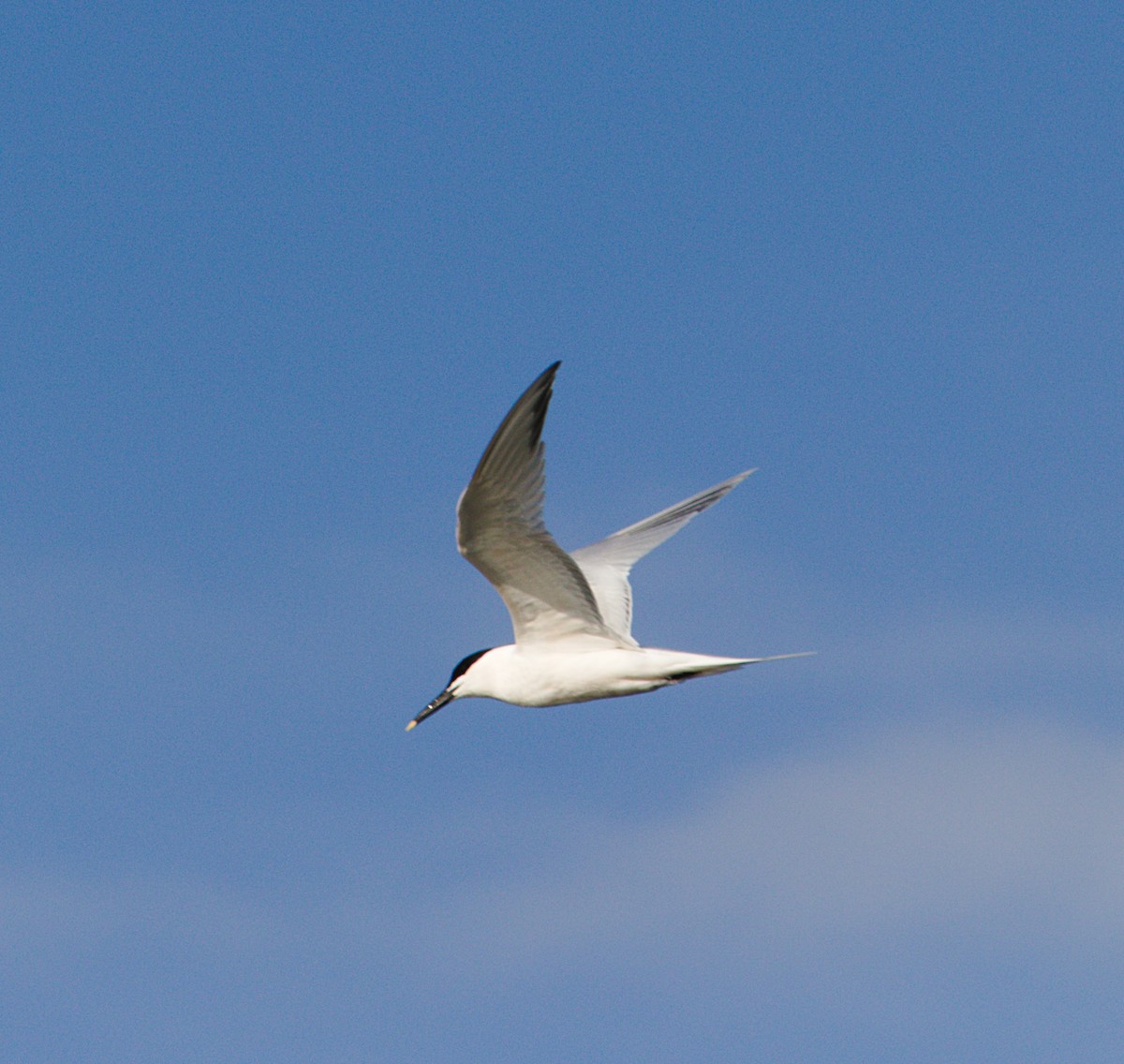 Sandwich Tern - ML616727823