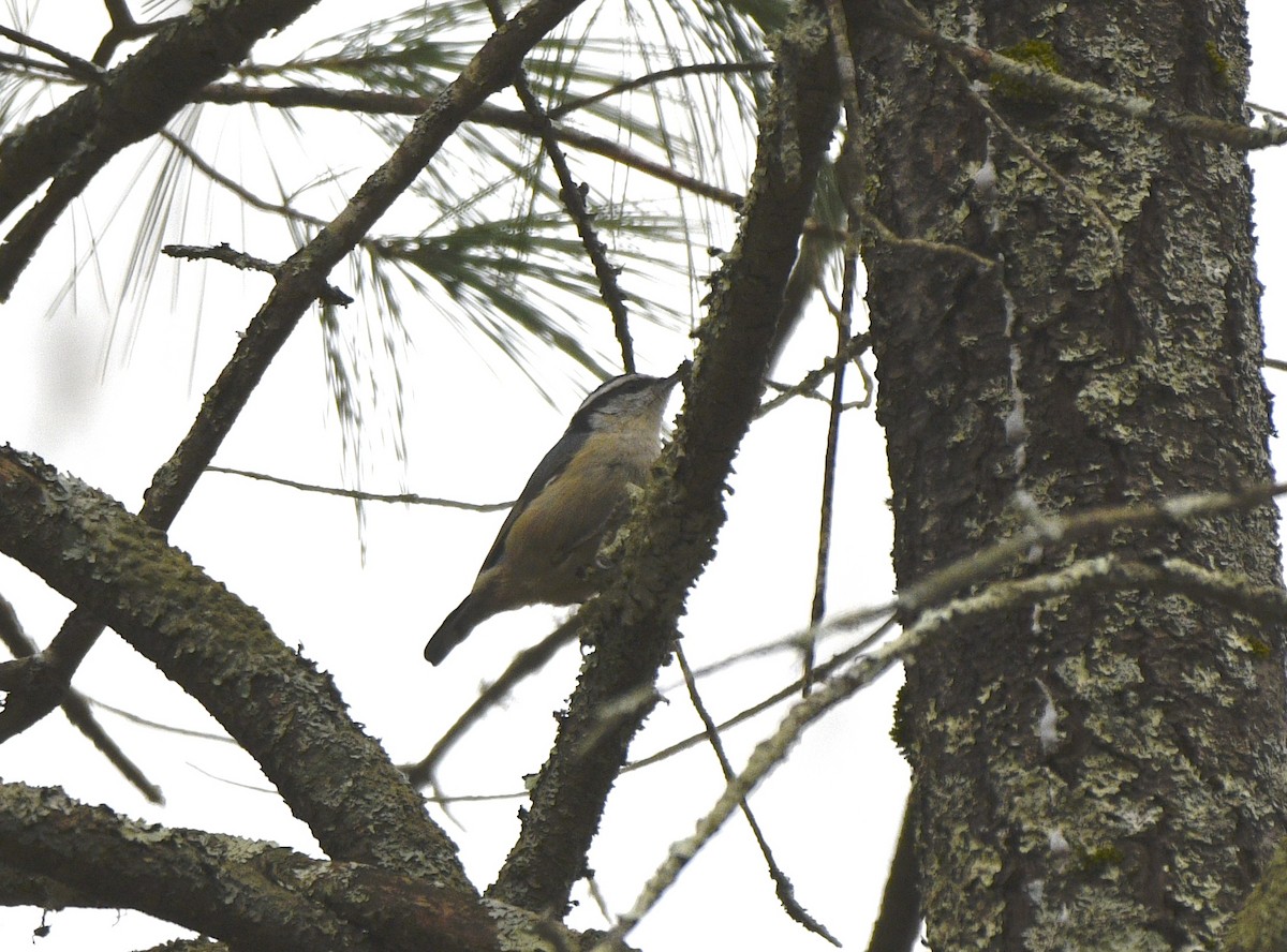Red-breasted Nuthatch - ML616727835
