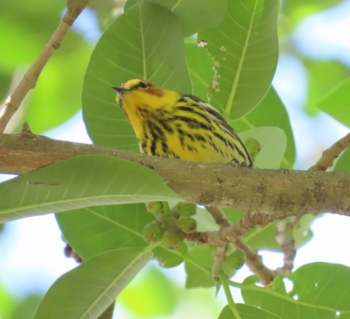 Cape May Warbler - ML616727932