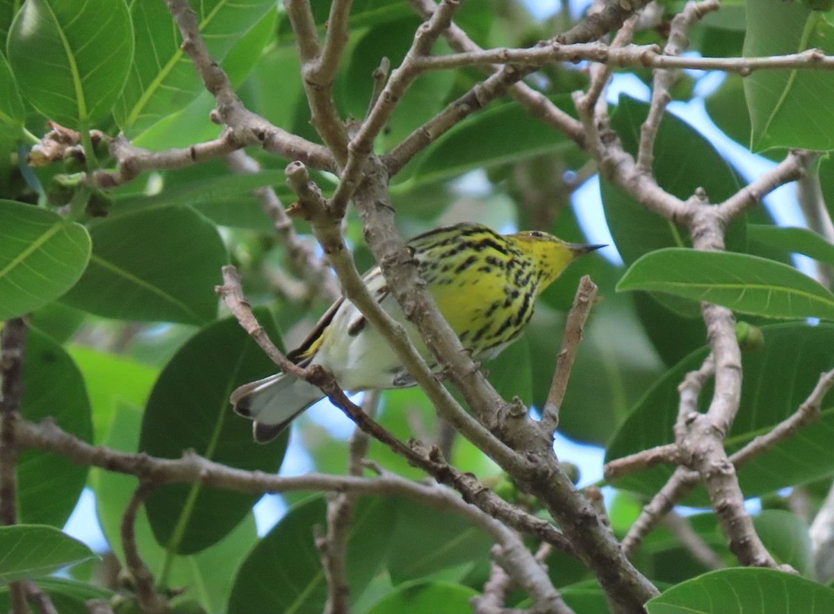 Cape May Warbler - ML616727933
