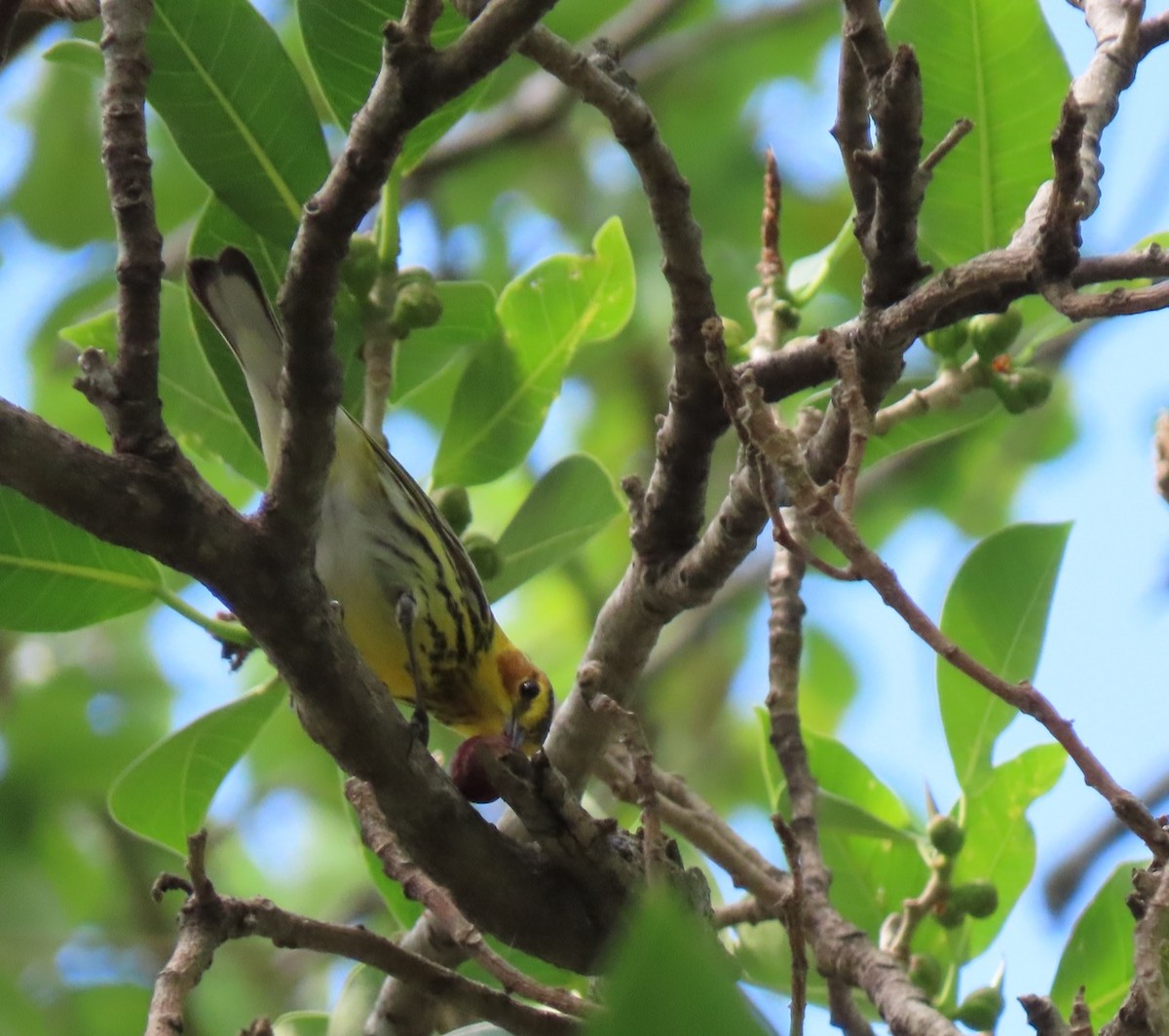 Cape May Warbler - ML616727934