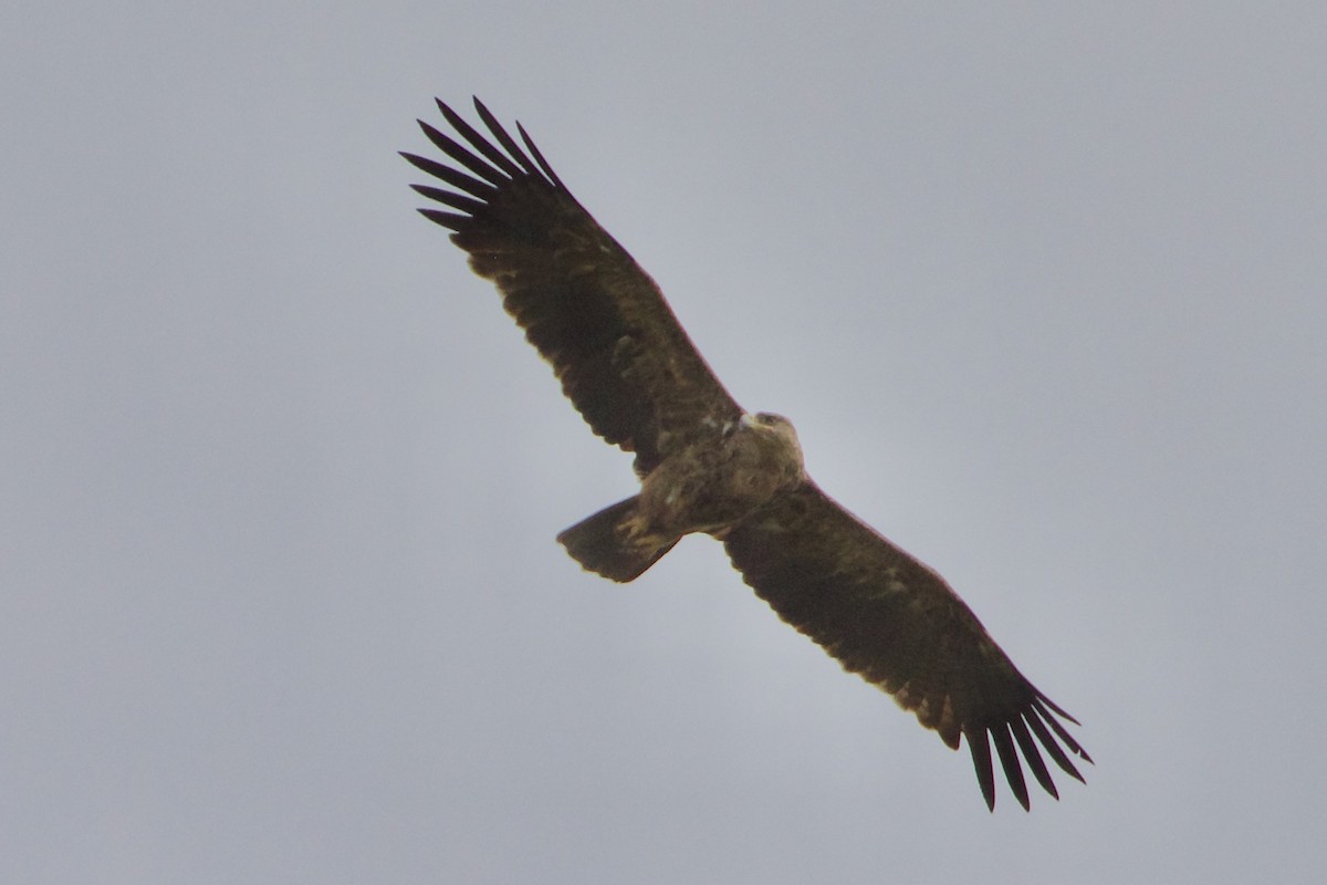 Tawny Eagle - ML616727938