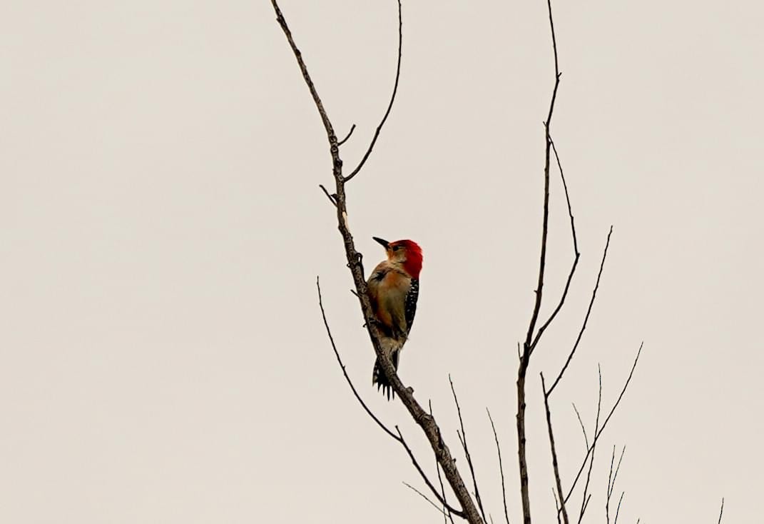 Red-bellied Woodpecker - ML616727941