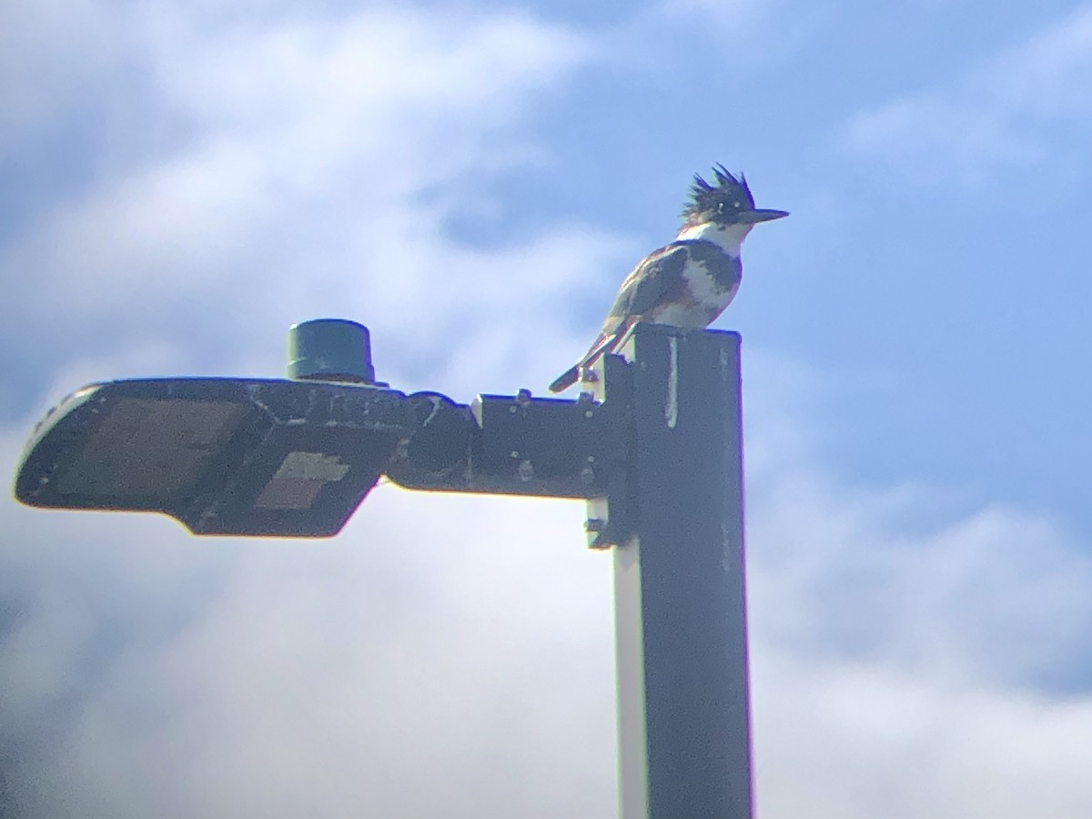 Belted Kingfisher - ML616727959