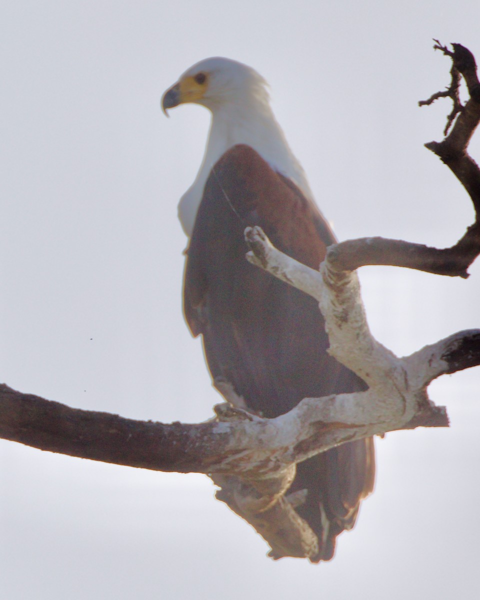 African Fish-Eagle - ML616727984
