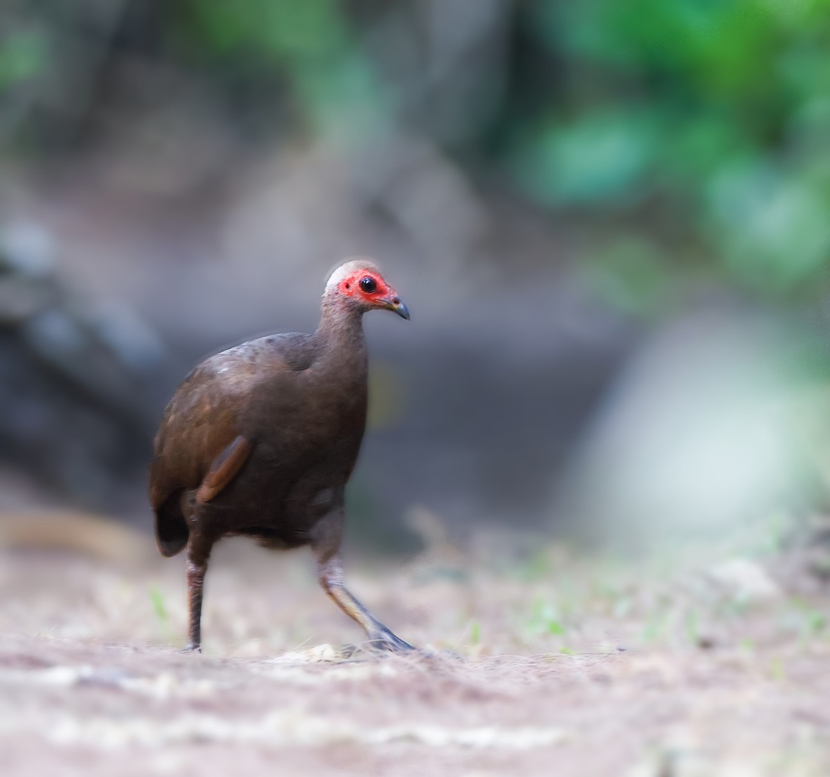 Nikobaren-Großfußhuhn - ML616727993