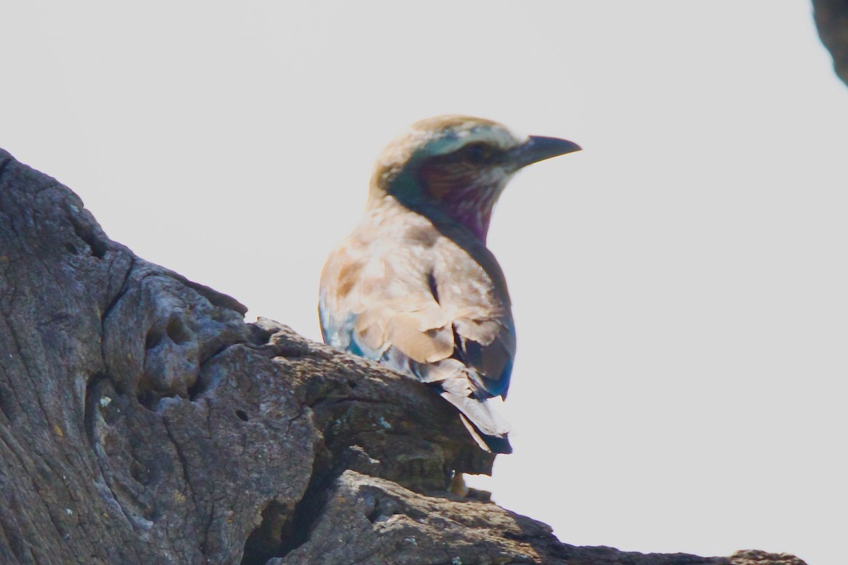 Rufous-crowned Roller - ML616727998